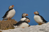 Pulcinella di mare-Atlantic Puffin (Fratercula arctica)