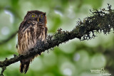 Civetta nana-Eurasian Pygmy Owl (Glaucidium passerinum)