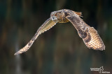 Gufo reale-Eurasian Eagle Owl (Bubo bubo)