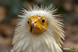 Capovaccaio- Egyptian Vulture (Neophron percnopterus)