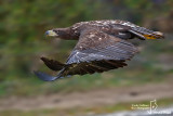Aquila di mare-White-tailed Eagle (Haliaeetus albicilla)