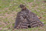 Astore- Northern Goshawk (Accipiter gentilis)