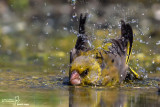 Verdone -European Greenfinch (Carduelis chloris)