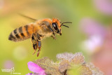Apis mellifera