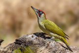Picchio verde-Green Woodpecker (Picus viridis)