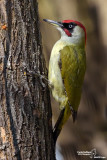 Picchio verde-Green Woodpecker (Picus viridis)