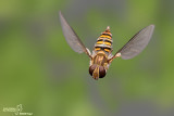 Episyrphus balteatus