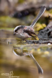 Codibugnolo- Long-tailed Tit(Aegithalos caudatus)