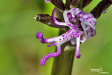 Orchis simia