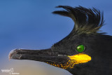 marangone381.jpg