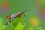 Macro photography 2018 - 2019