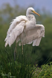 Airone bianco maggiore-Great Egret (Ardea alba)