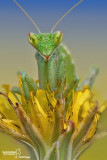 ameles_spallanzania253.jpg