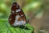 Limenitis reducta