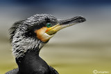 Cormorano- Great Cormorant (Phalacrocorax carbo)