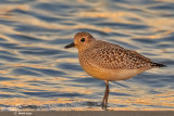 Pivieressa-Grey Plover (Pluvialis squatarola)