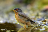 Sterpazzolina-Subalpine Warbler (Sylvia cantillans)