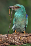 Ghiandaia marina-European Roller (Coracias garrulus)