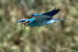 Ghiandaia marina-European Roller (Coracias garrulus)