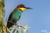 Gruccione-European Bee-eater (Merops apiaster)