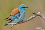 Ghiandaia marina-European Roller (Coracias garrulus)