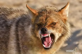 Sciacallo dorato -Golden jackal (Canis aureus)