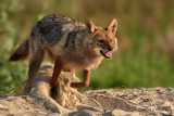 Sciacallo dorato -Golden jackal (Canis aureus)