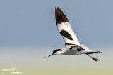 Avocetta- Pied Avocet (Recurvirostra avosetta)