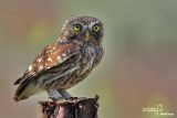 Civetta-Little Owl (Athene noctua)