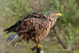 Aquila di mare-White-tailed Eagle (Haliaeetus albicilla)