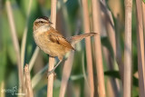 Forapaglie macchiettato - Grasshopper Warbler  ( Locustella naevia )	                                                        	