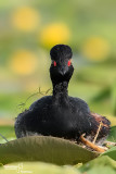 Svasso piccolo - Black-necked Grebe (Podiceps nigricollis)