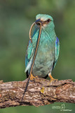 Ghiandaia marina-European Roller (Coracias garrulus)