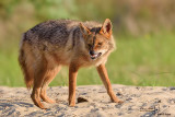 Sciacallo dorato -Golden jackal (Canis aureus)