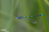 Coenagrion pulchelum