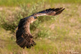 Aquila di mare-White-tailed Eagle (Haliaeetus albicilla)