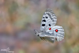 Parnassius apollo