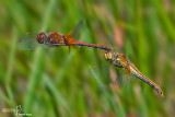Sympetrum flaveolum
