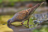 Tortora-Eurasian Turtle Dove (Streptopelia turtur)