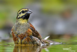 Zigolo nero- Cirl Bunting (Emberiza cirlus)