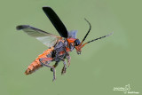 Cantharis rustica