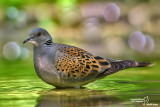 Tortora-Eurasian Turtle Dove (Streptopelia turtur)