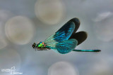 Calopteryx splendens