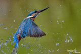 Martin pescatore - Kingfisher - (Alcedo atthis)