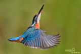 Martin pescatore - Kingfisher - (Alcedo atthis)