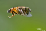 Eristalinus taeniops