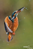 Martin pescatore - Kingfisher - (Alcedo atthis)