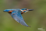 Martin pescatore - Kingfisher - (Alcedo atthis)