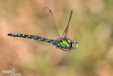 Aeshna cyanea