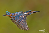 Martin pescatore - Kingfisher - (Alcedo atthis)